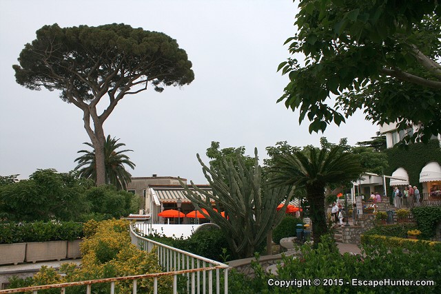 Huge plants on Capri