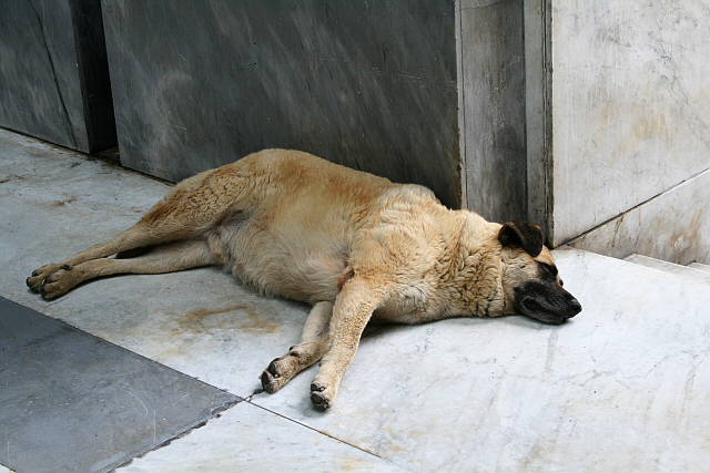 Naples stray dog