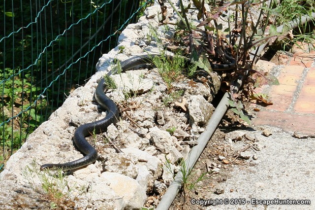 Black snake on Capri