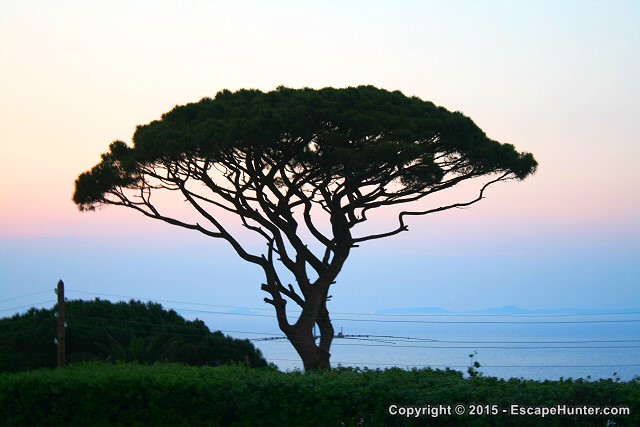 Tree on Capri during sunset