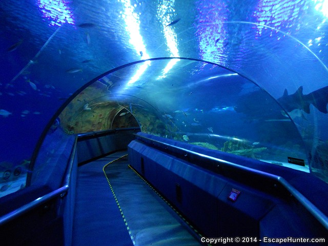 Aquaria tunnel, Aquaria