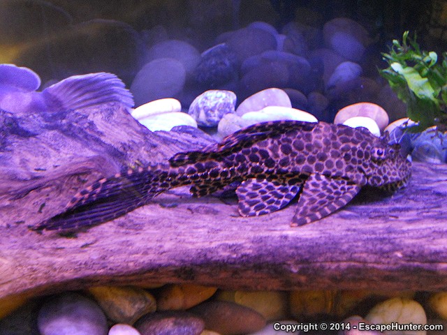 Fish in purple light, Aquaria