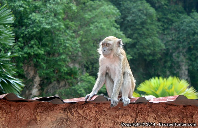 Contemplating monkey