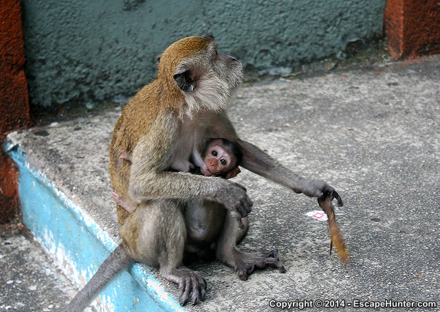 Small monkey with mother