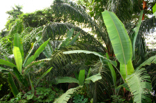 Huge exotic plants