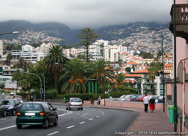 Beautiful palms in Funchal