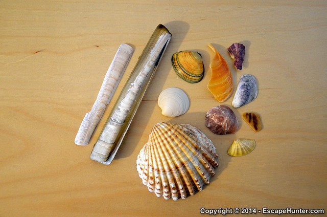 Caparica shells