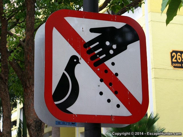 Don't feed the pigeons