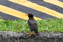 Nasty birds of Singapore