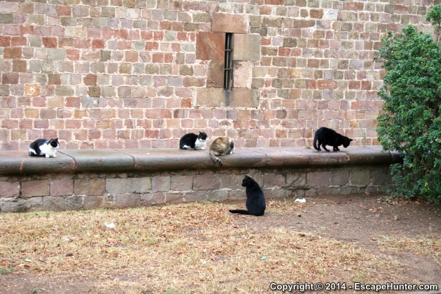 Cats of Montjuïc Fortress