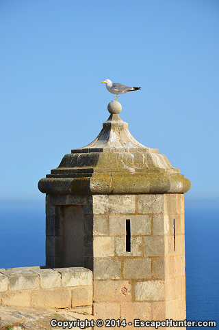 Seagull in Alicante