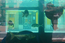 Street aquarium in Alicante