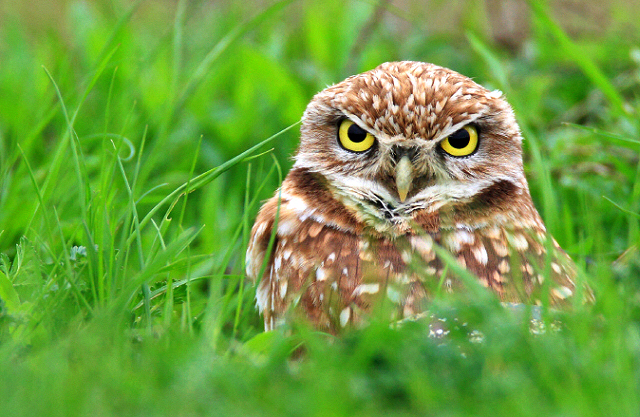 Annoyed owl