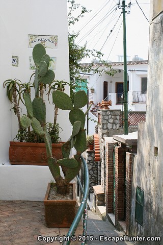 Exotic plants on Capri