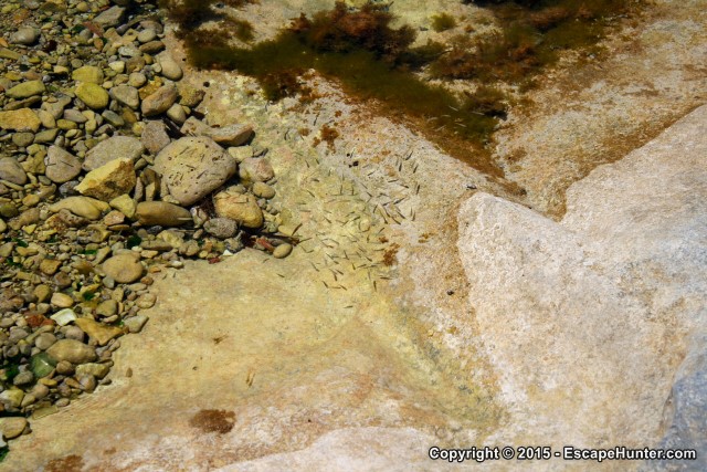 Fish in St. Julian's