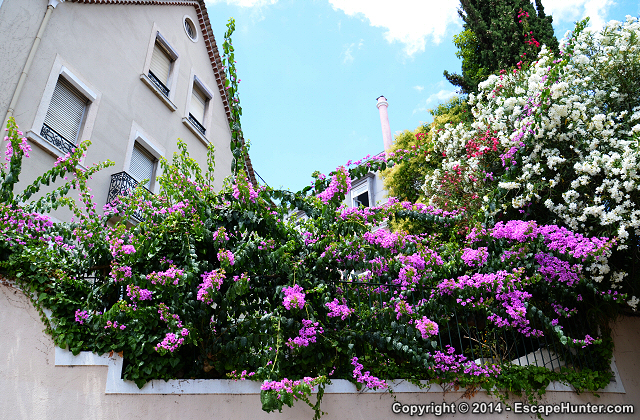 Flowers on wall fence