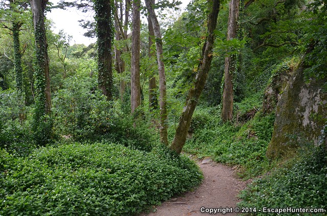 Leaves in the forest