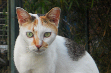 Singaporean cat