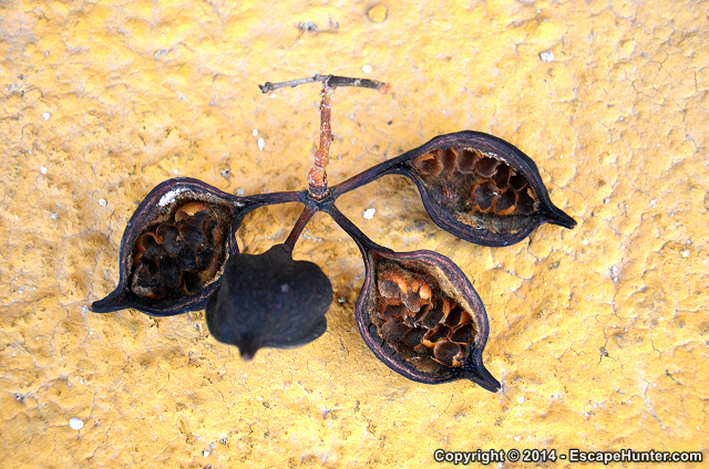 Thingy fallen from the trees