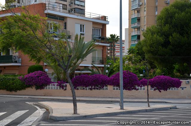 Vivid-coloured flowers