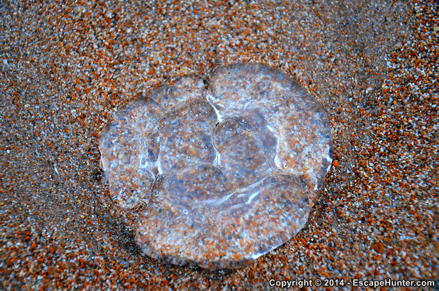 Jellyfish on beach