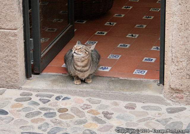 Hispanic cat in Barcelona