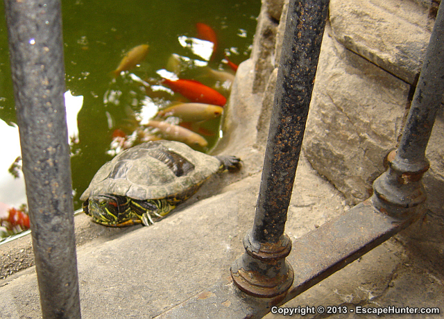 Santa Eulàlia Cathedral animals
