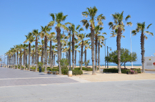 Palms on the beach