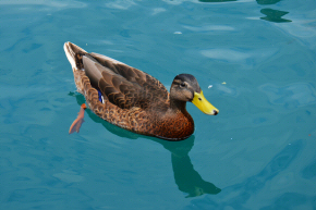 Wild duck on Lake Bled