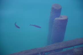 Fish in Lake Bled
