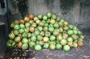 Green coconuts, Malaysia