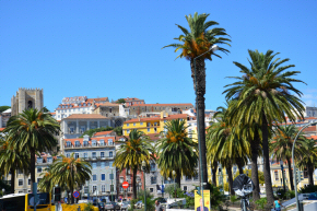 Palms in Lisbon